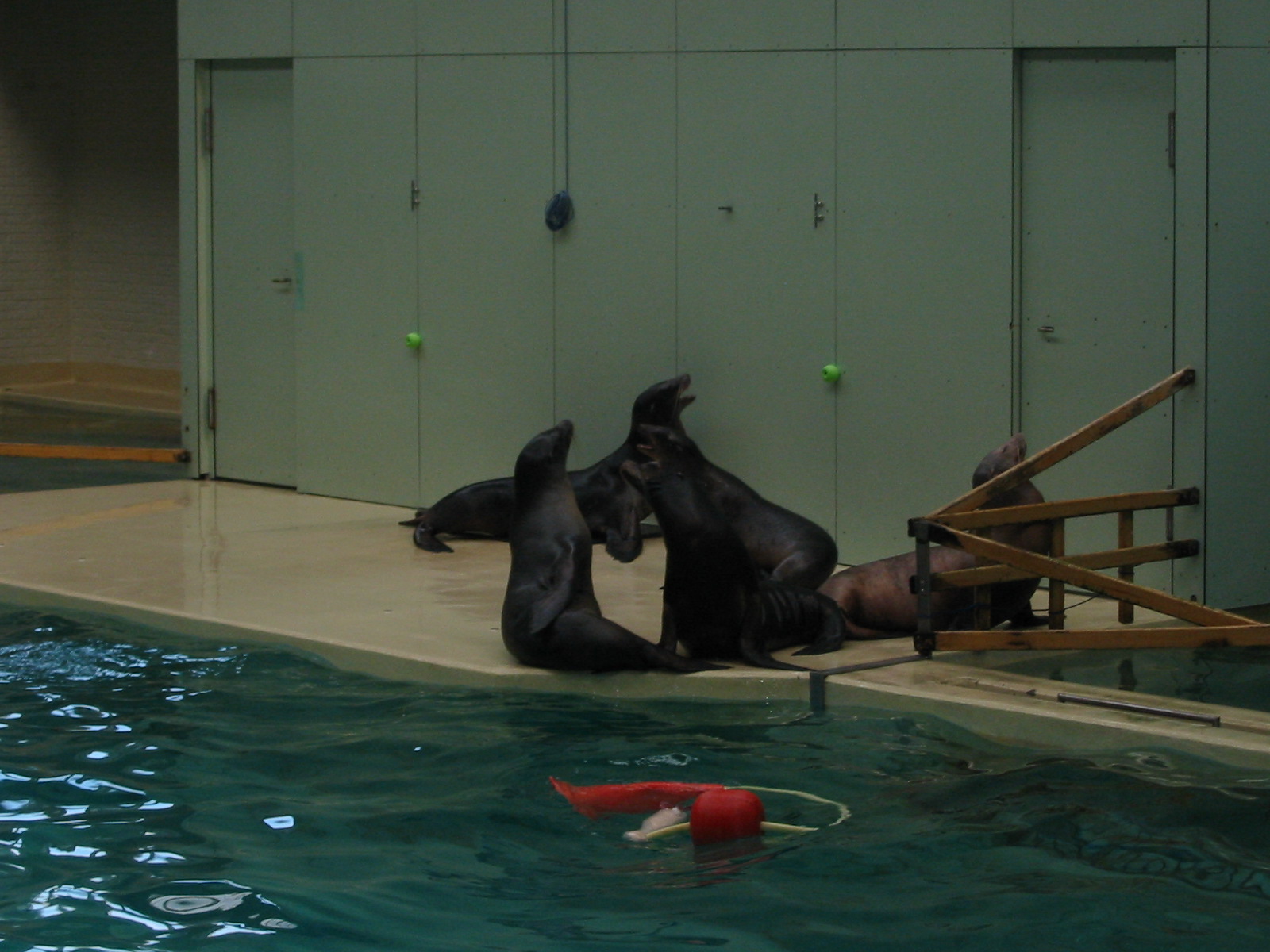 Allwetterzoo Munster 2004 - Inside the Sea Lion and Dolphin House