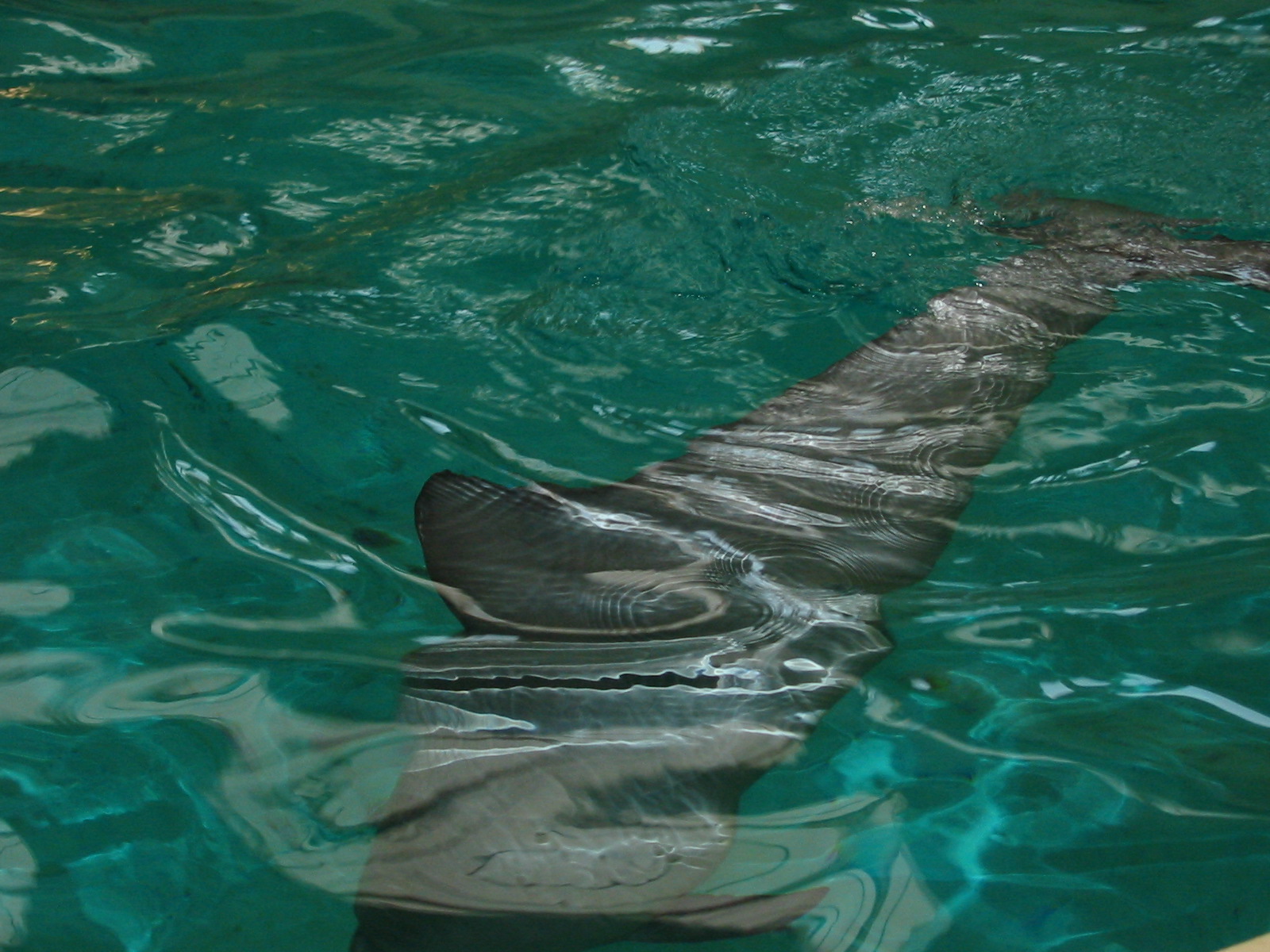 Allwetterzoo Munster 2004 - Paco the Guyana Coast Tucuxi