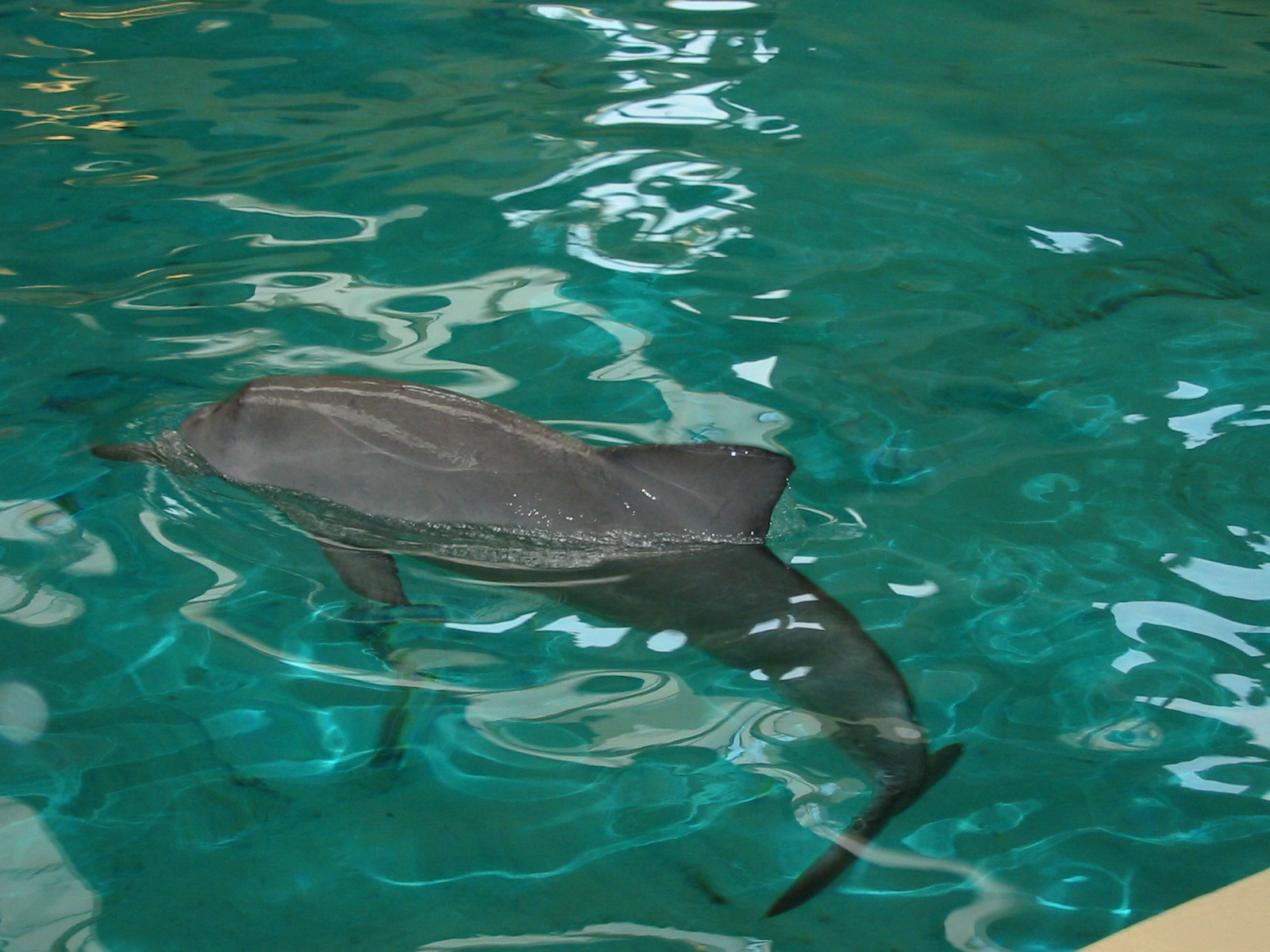 Allwetterzoo Munster 2004 - Paco the Guyana Coast Tucuxi
