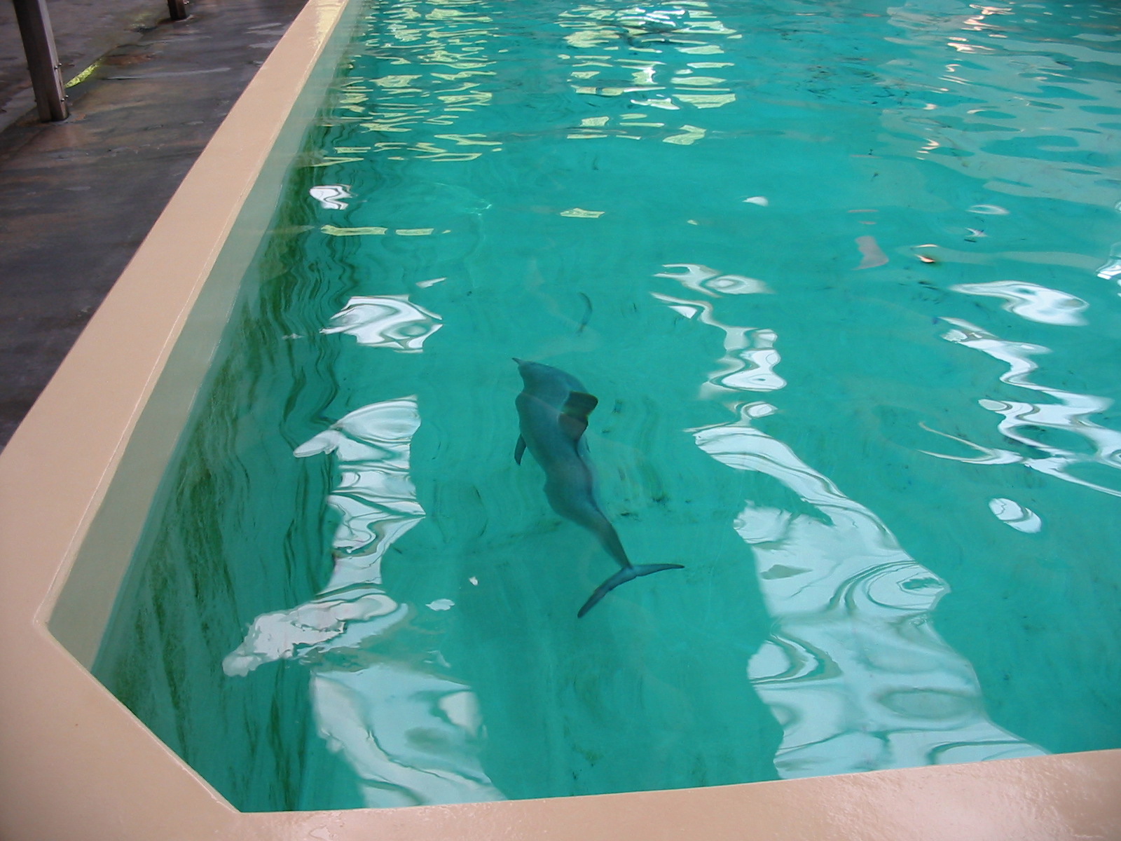 Allwetterzoo Munster 2004 - Paco the Guyana Coast Tucuxi