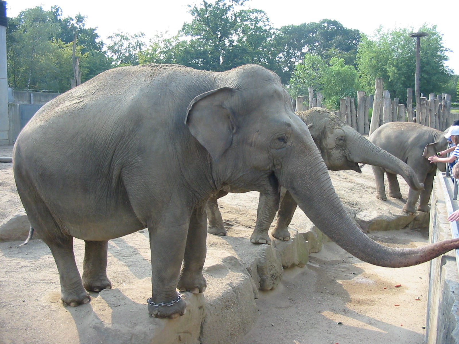 Allwetterzoo Munster 2004 - Visitors feeding Elephants