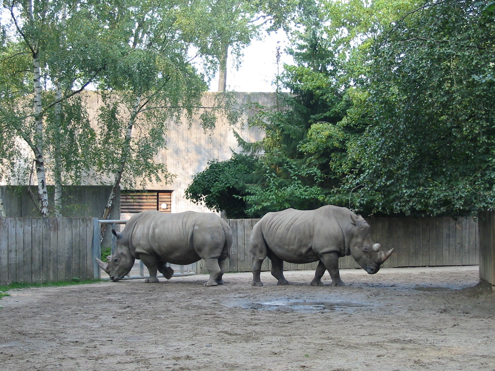 Allwetterzoo Munster 2004 - White Rhinoceros exhibit