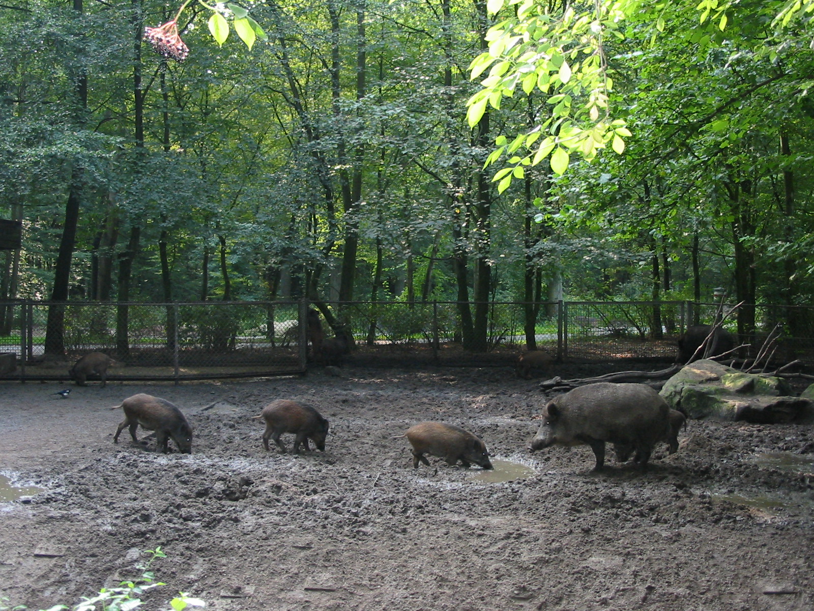 Allwetterzoo Munster 2004 - Wild Boar enclosure