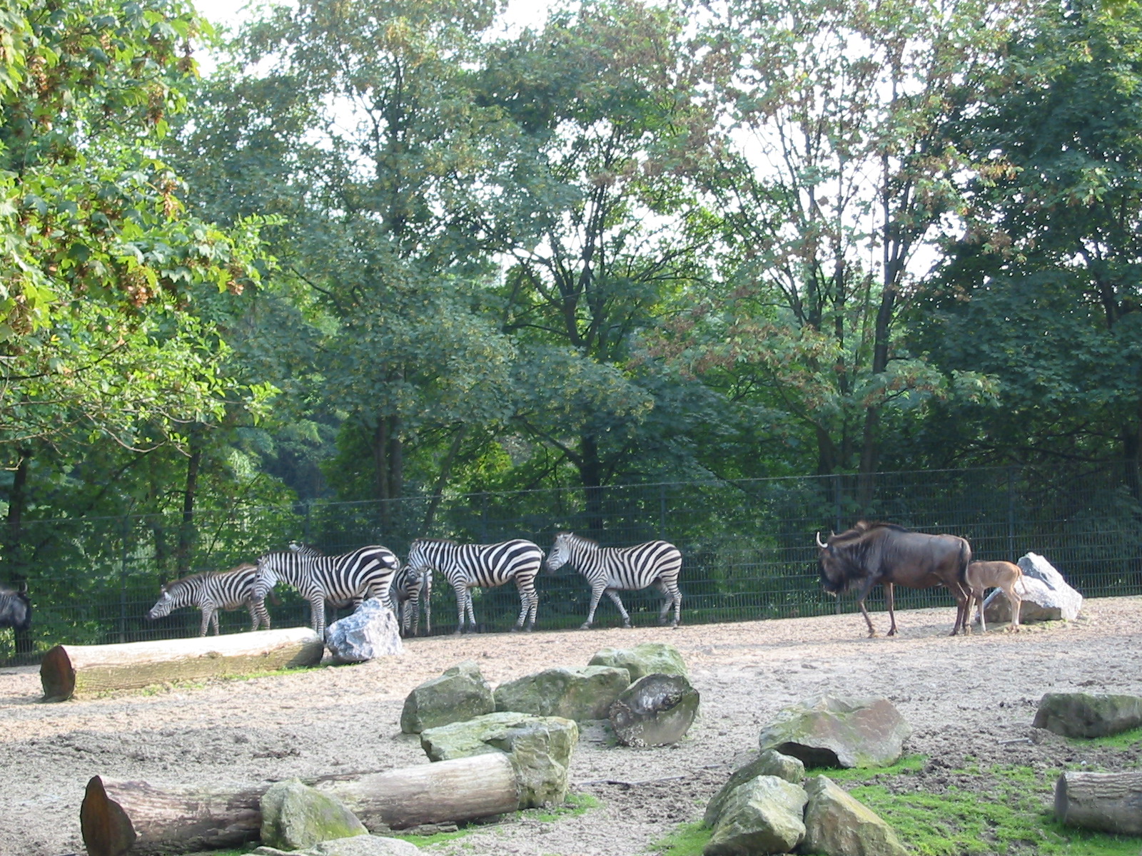 Allwetterzoo Munster 2004 - Zebra and Wildebeest paddock