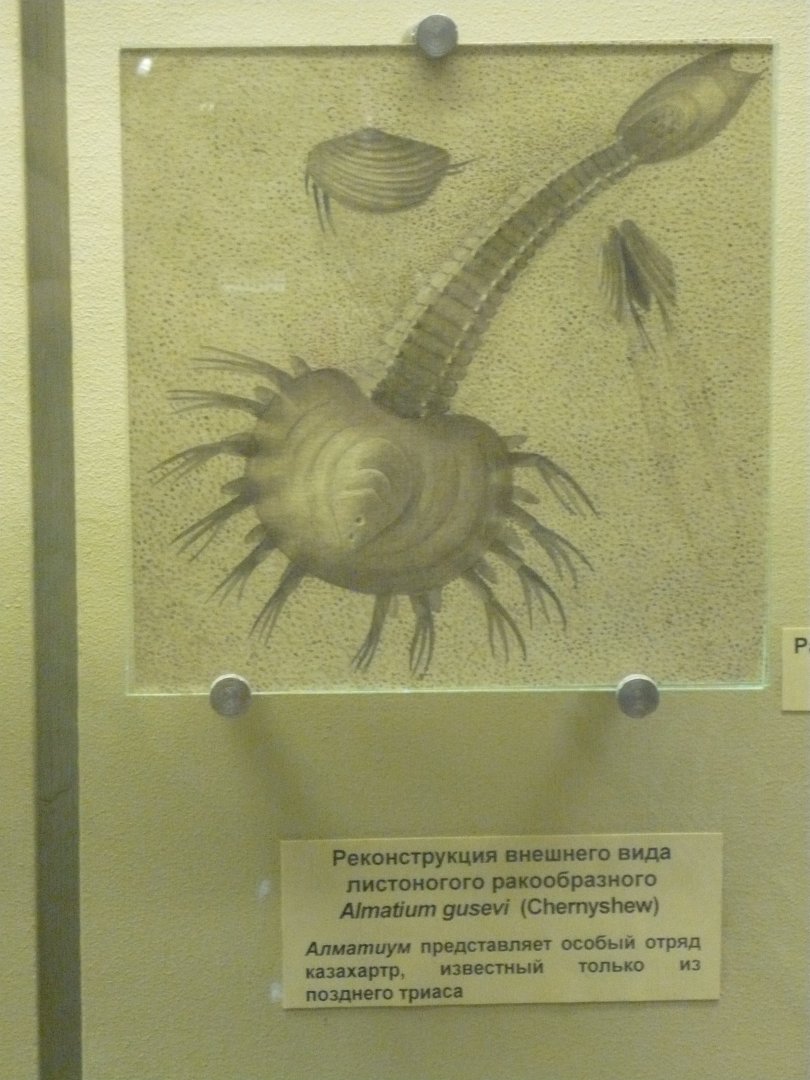 Almatium gusevi reconstruction