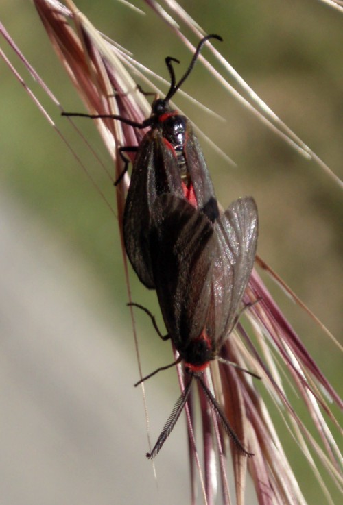 Almond-tree Leaf Skeletonizer Moths (Aglaope infausta)