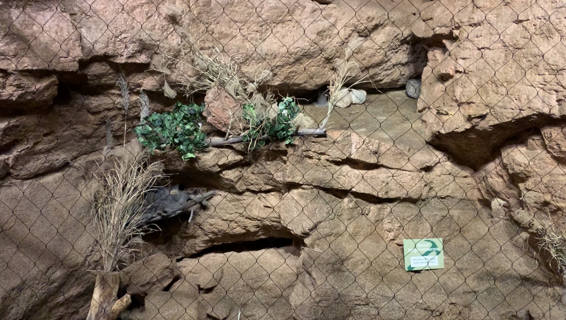 Almost complete ocelot exhibit in Desert's Edge