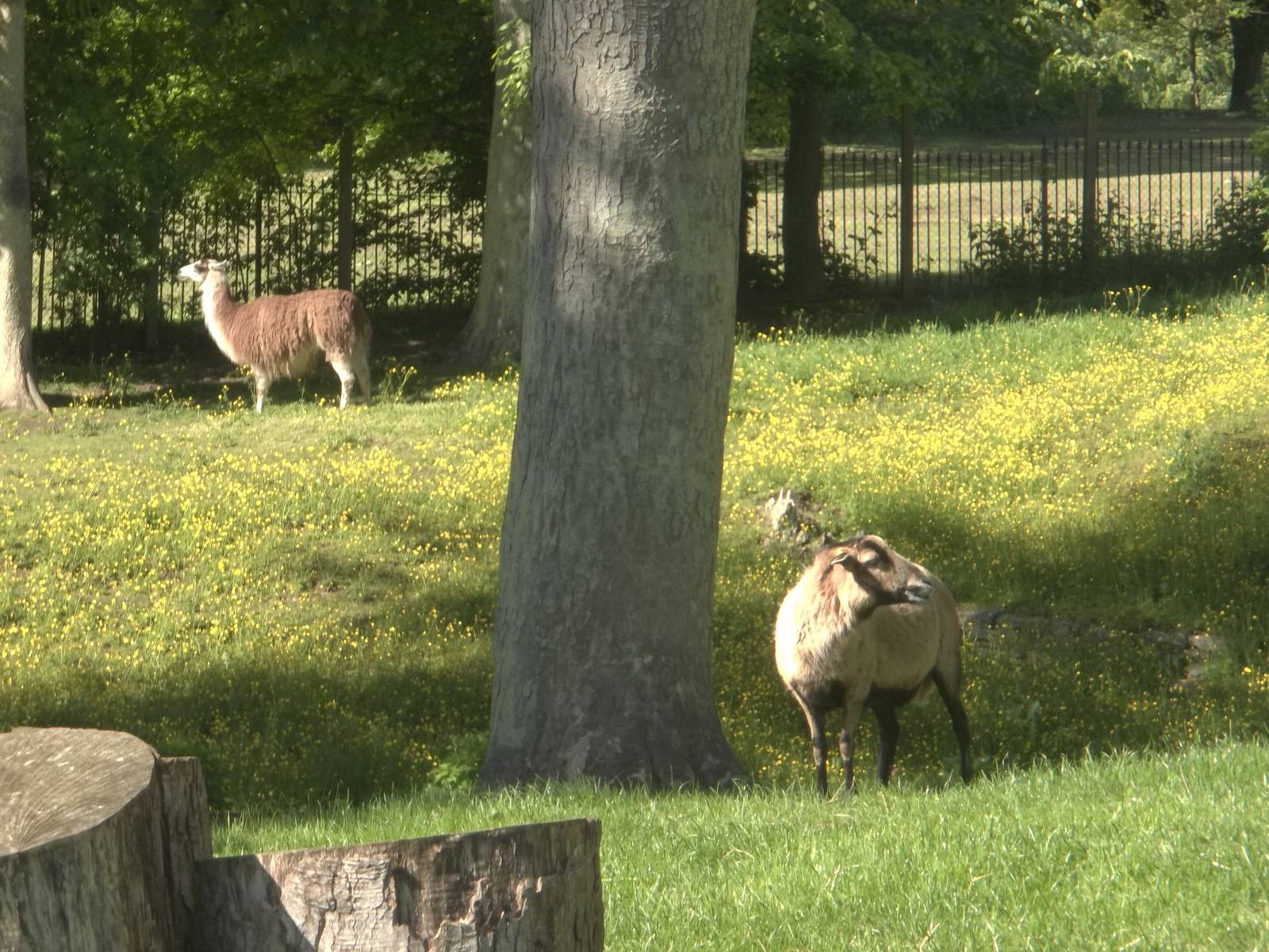 Almost Hagenbeckian, 2nd June 2015