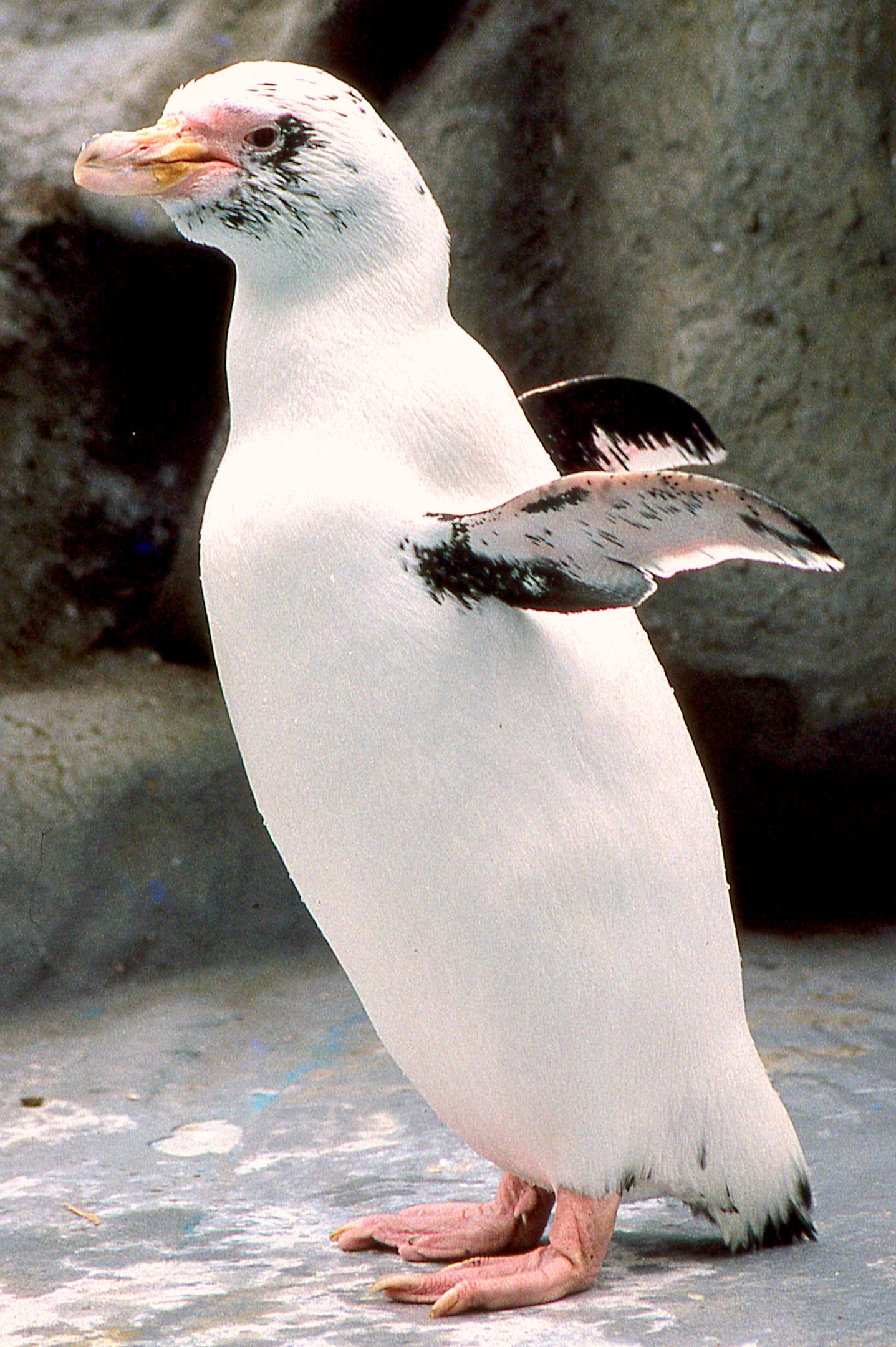 Almost white penguin; Cologne; late 1980s