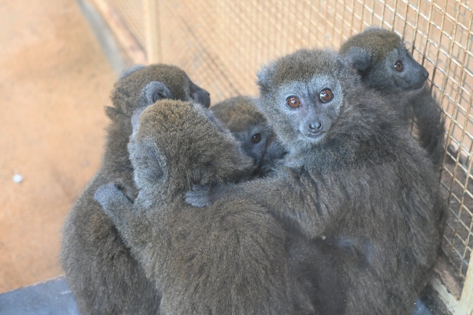 Aloatra Gentle Lemur