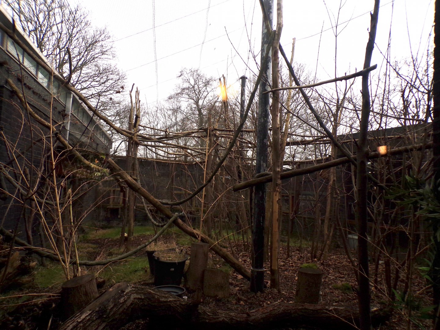 Aloatra reed lemur enclosure 11.2.25