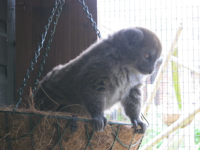 Aloatran Gentle Lemur 2012