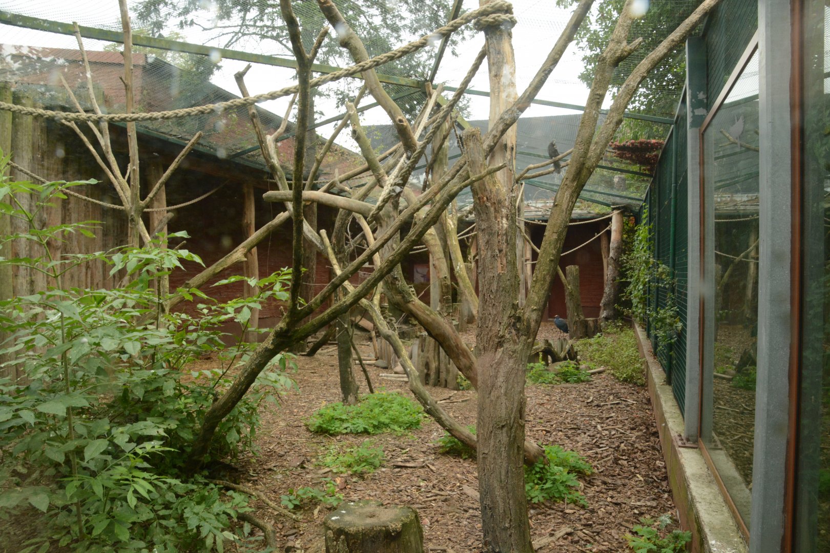 Aloatran Gentle Lemur enclosure