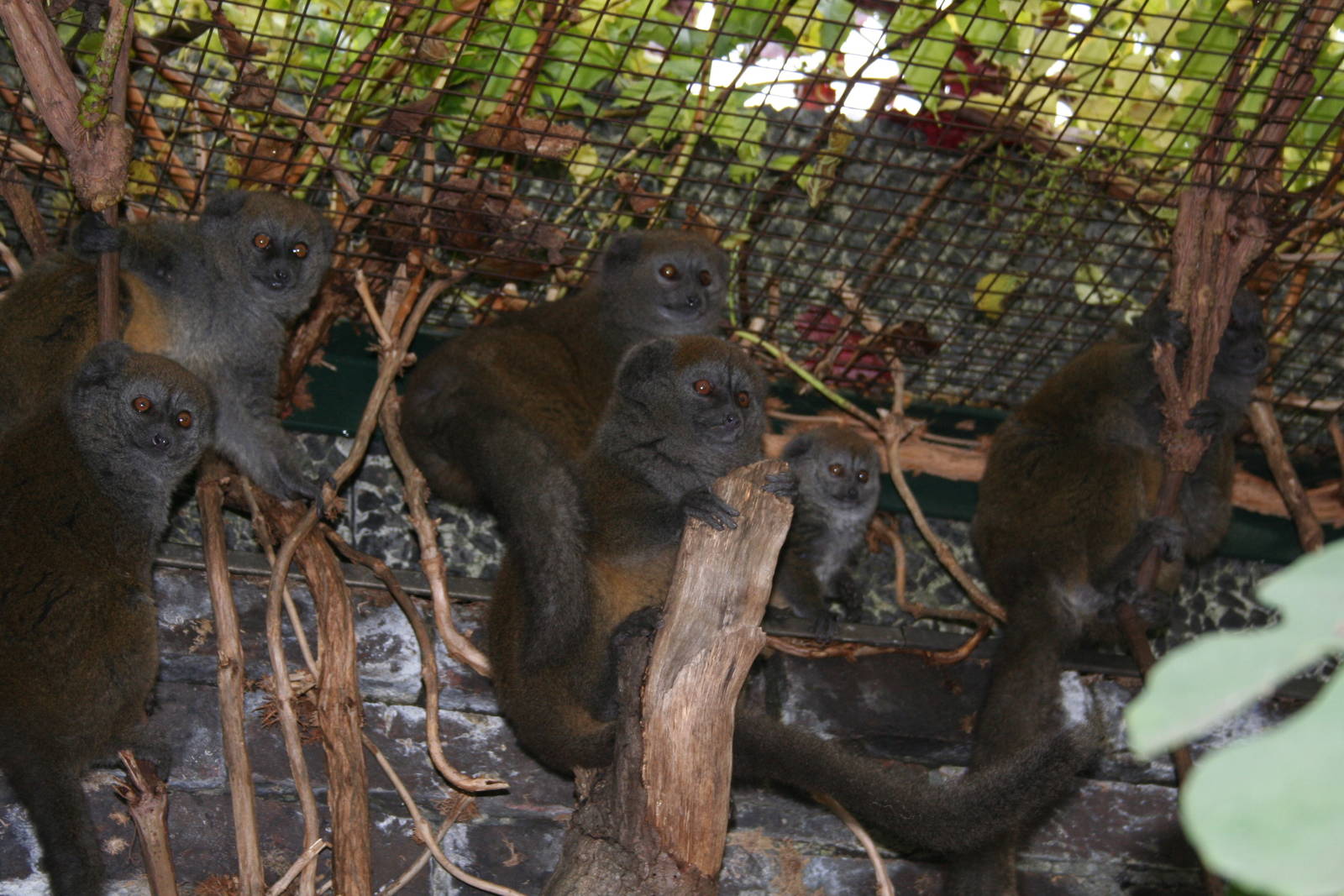 Aloatran gentle lemur family - London 07