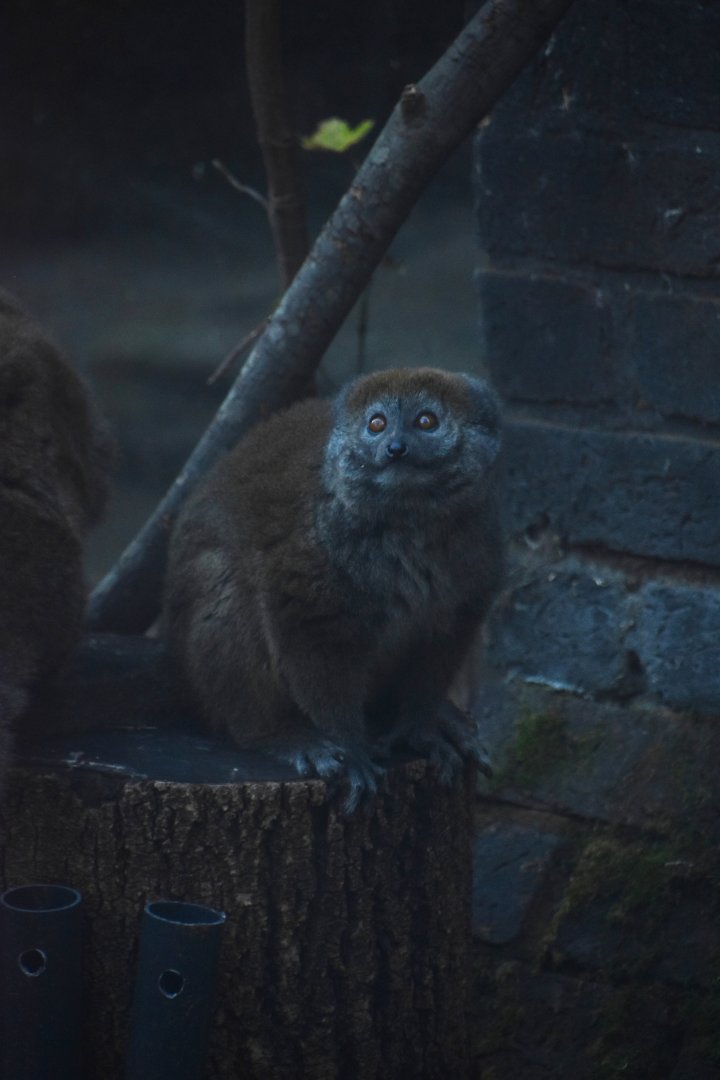 Aloatran gentle lemur, Hapalemur alaotrensis