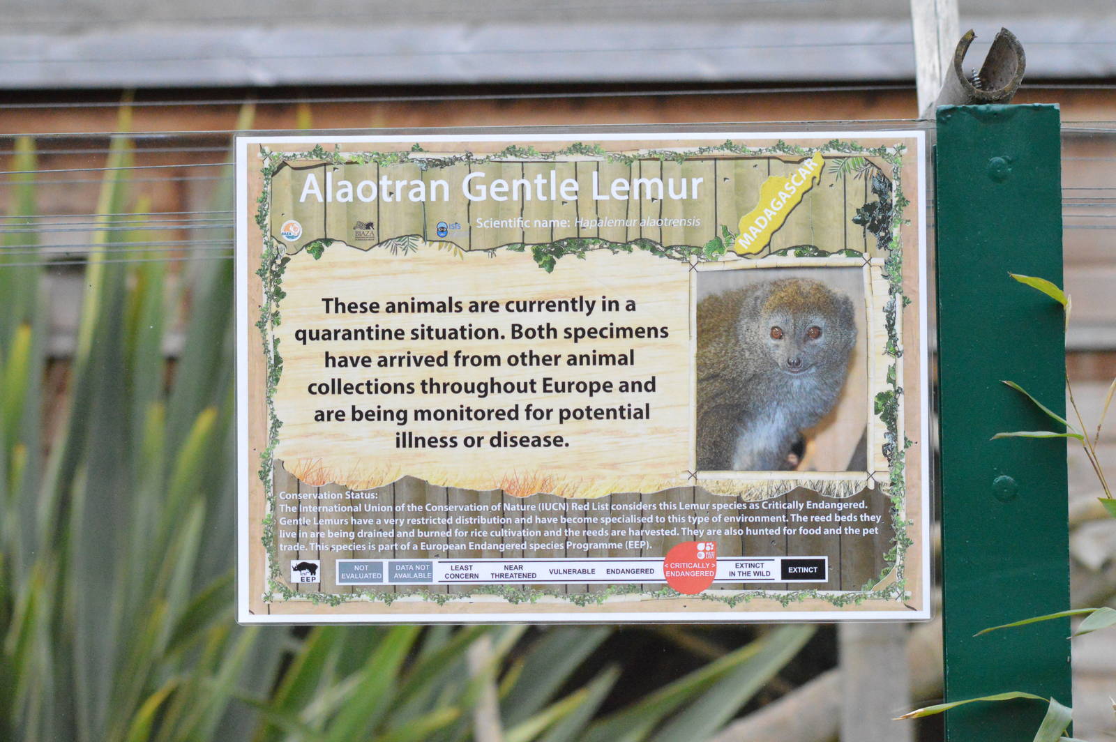 Aloatran Gentle Lemur sign