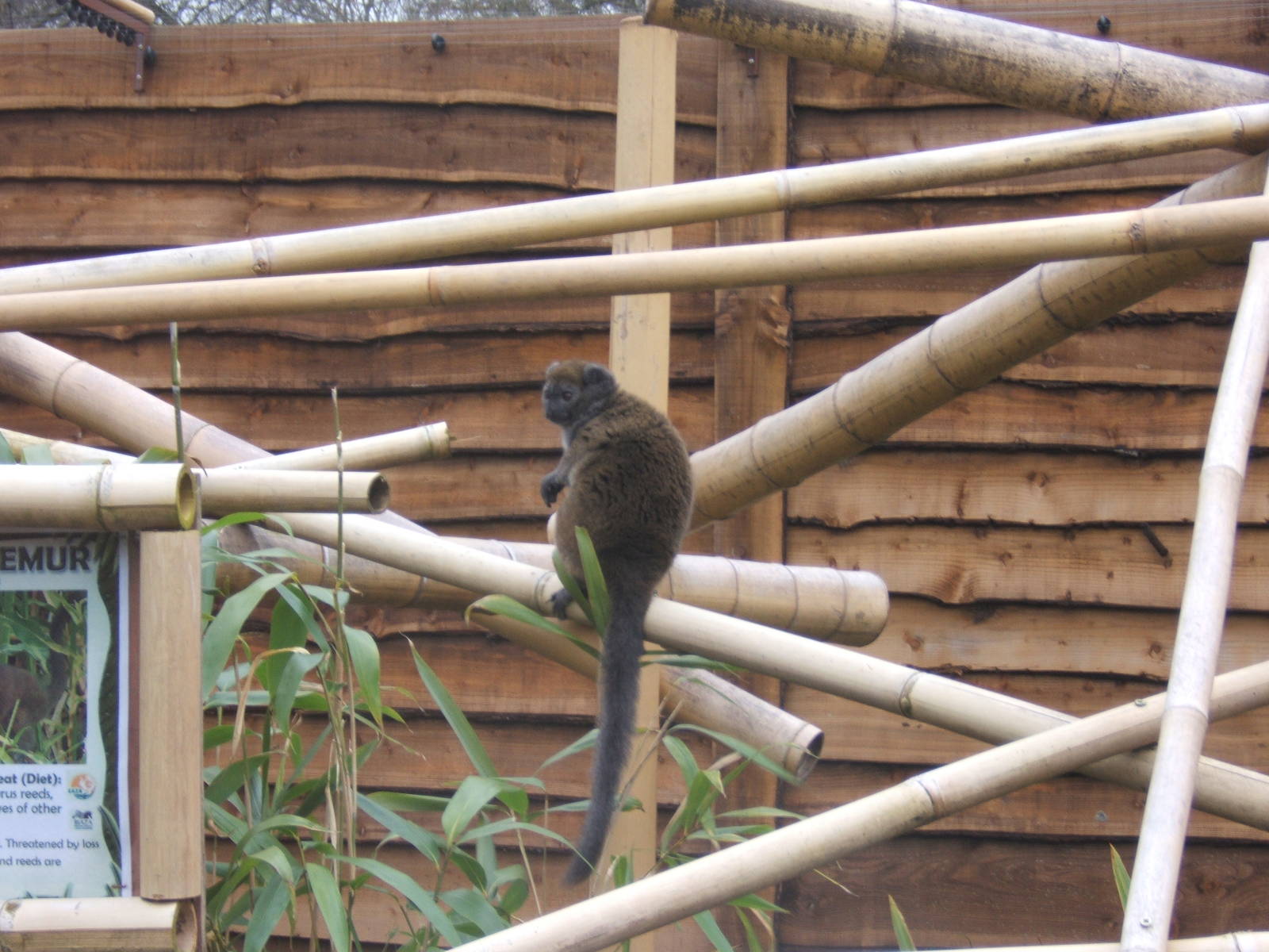 Aloatran Gentle Lemur