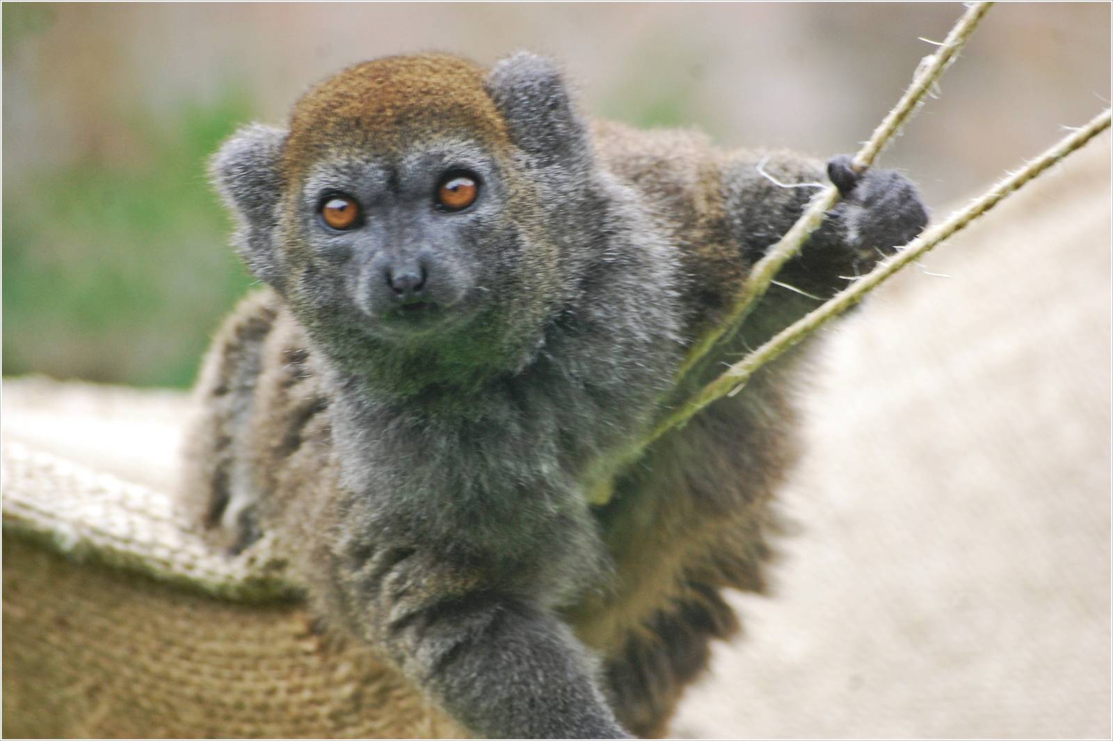 Aloatran Gentle Lemur