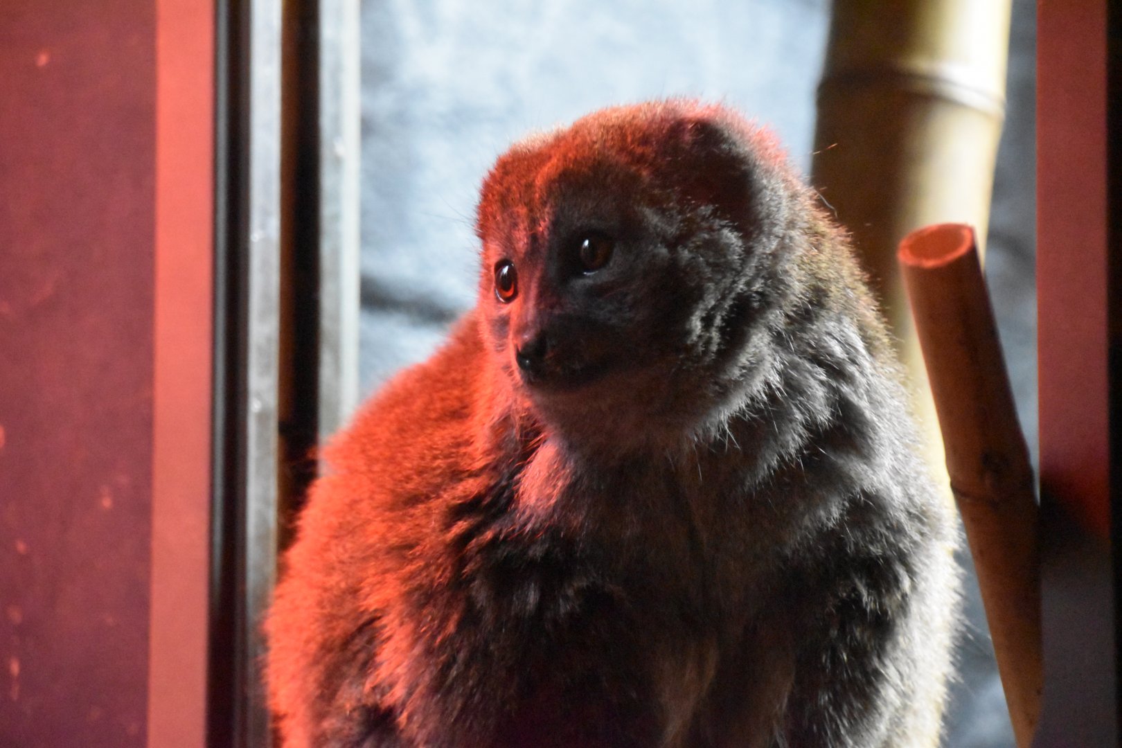 Aloatran gentle lemur