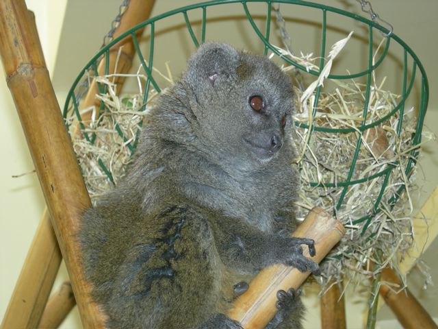 Aloatran Gentle lemur
