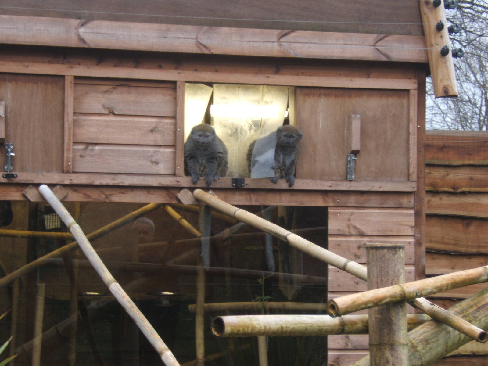 Aloatran Gentle Lemurs