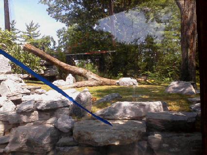 Alomost Finished Cougar exhibit