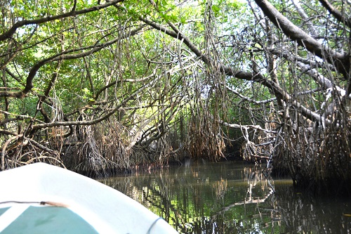 Along mangrove backwater.