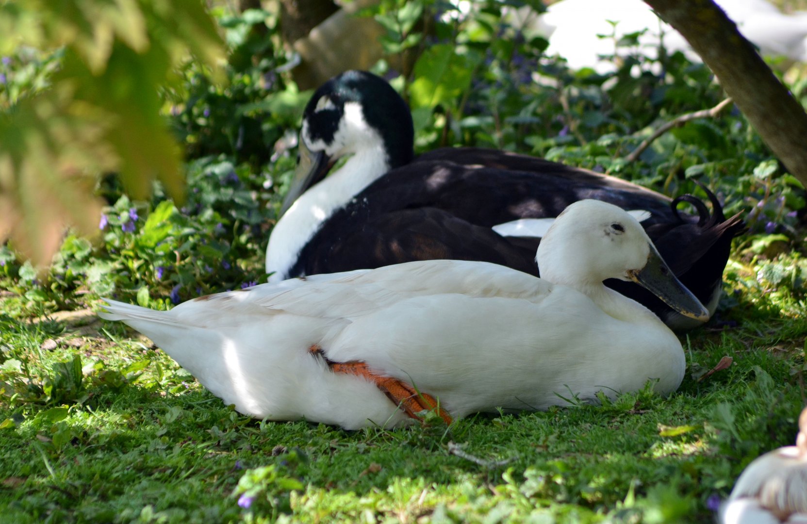 ALONG SHOT BY ANY IDEA ON ID PLEASE? I know they are Hybrids.