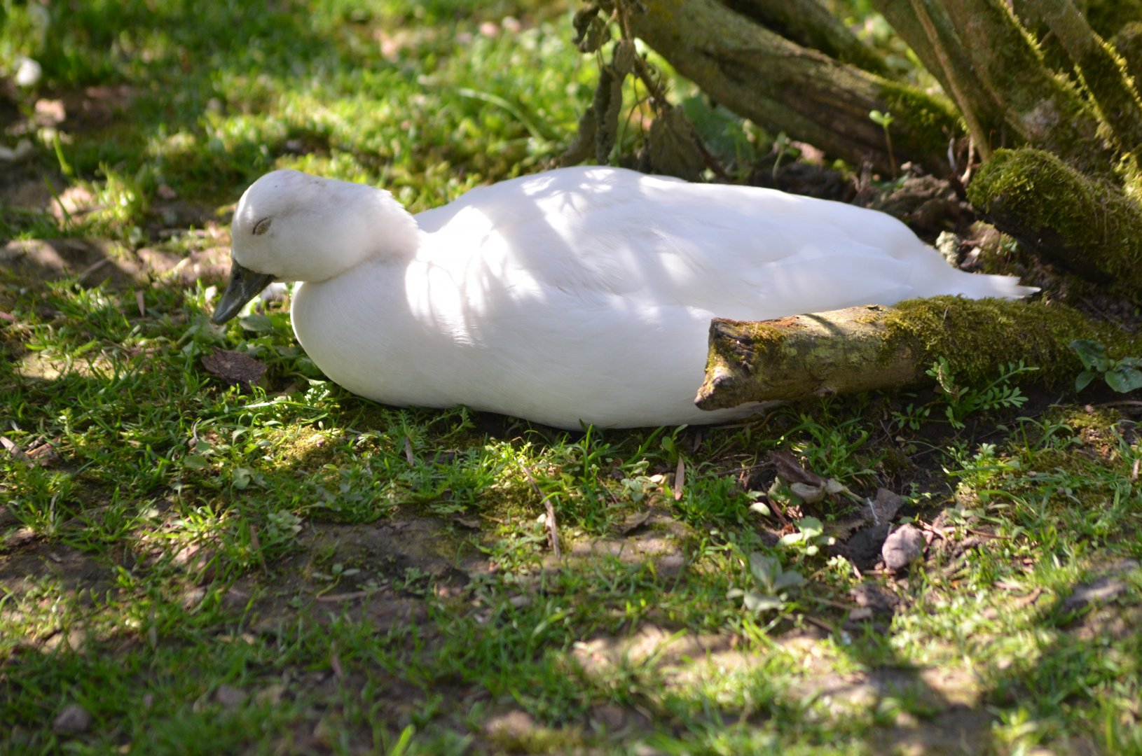 ALONG SHOT BY ANY IDEA ON ID PLEASE? I know they are Hybrids.