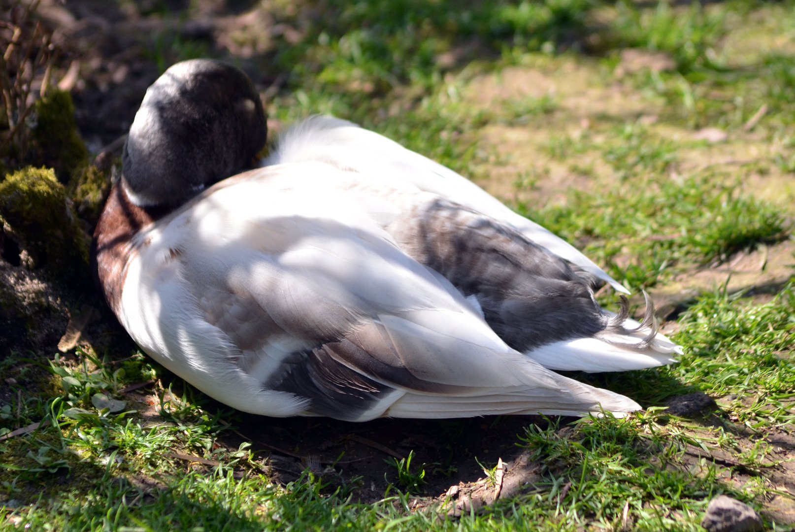 ALONG SHOT BY ANY IDEA ON ID PLEASE? I know they are Hybrids.