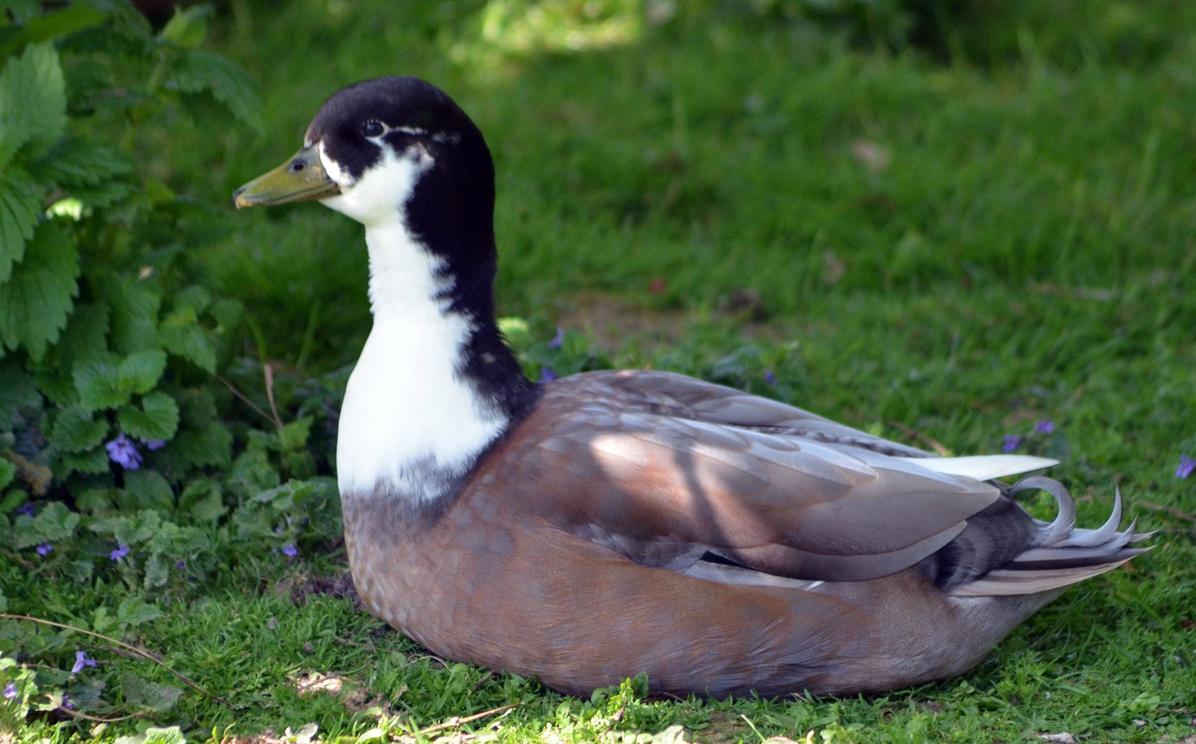 ALONG SHOT BY ANY IDEA ON ID PLEASE? I know they are Hybrids.