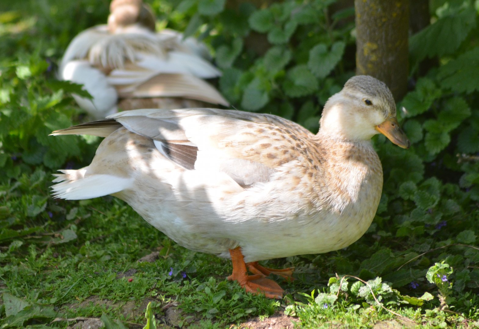 ALONG SHOT BY ANY IDEA ON ID PLEASE? I know they are Hybrids.