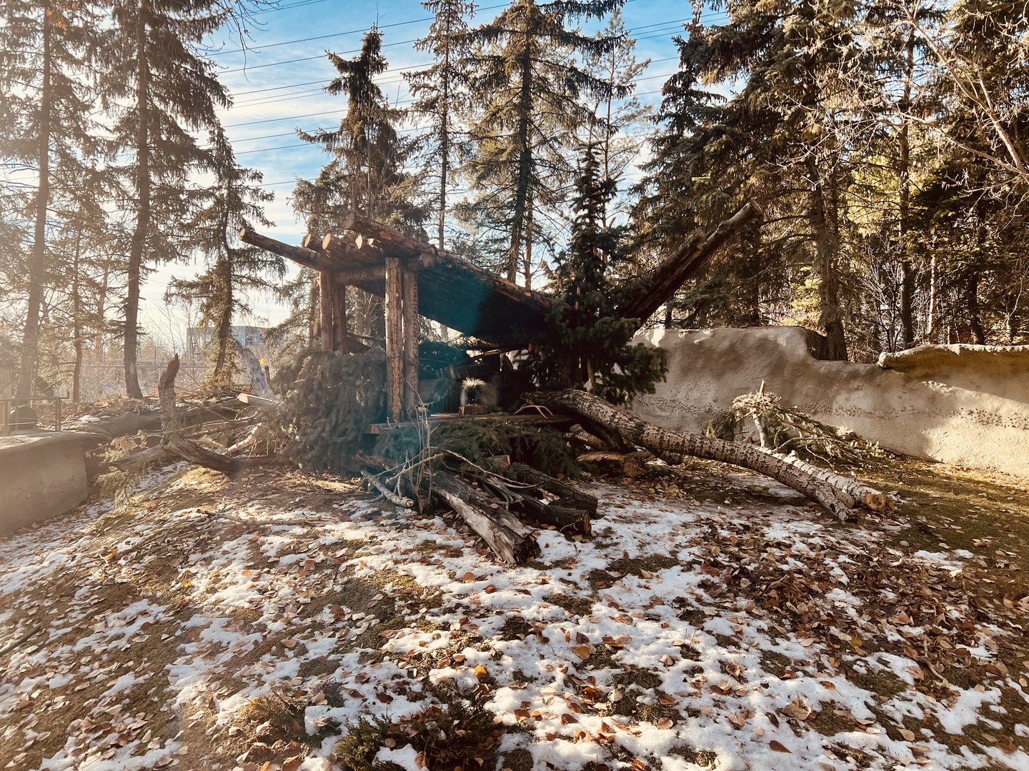 Along with Denver and Zoo Montana…Calgary provides a pretty large exhibit for this species