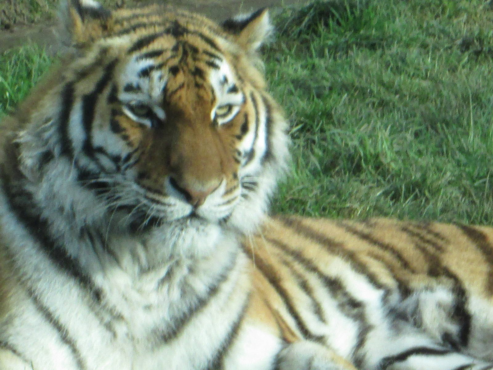 alonya blackpool zoo