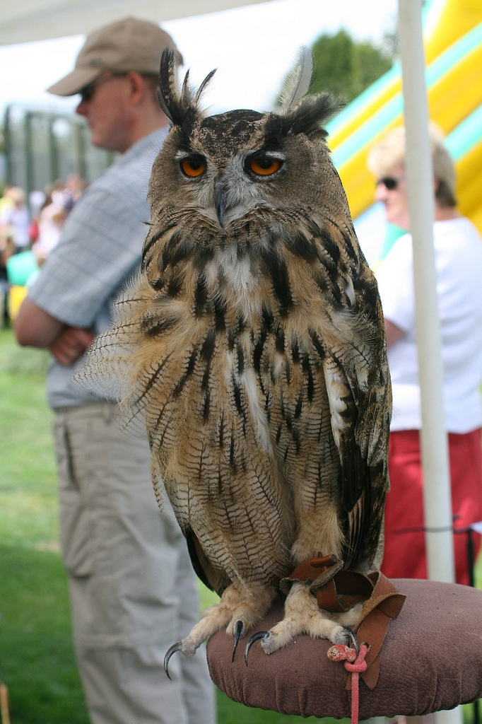 Aloof Eagle Owl