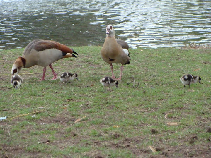 Alopochen aegyptiacus