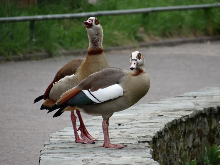 Alopochen aegyptiacus