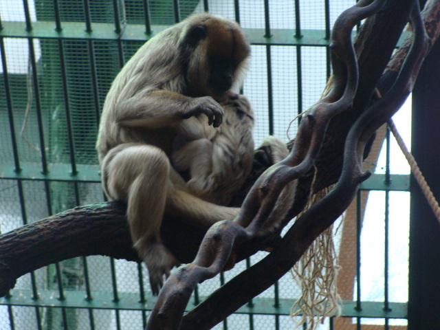 Alouatta caraya
