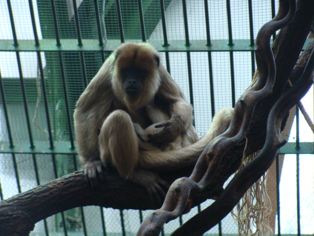Alouatta caraya