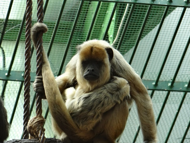 Alouatta caraya