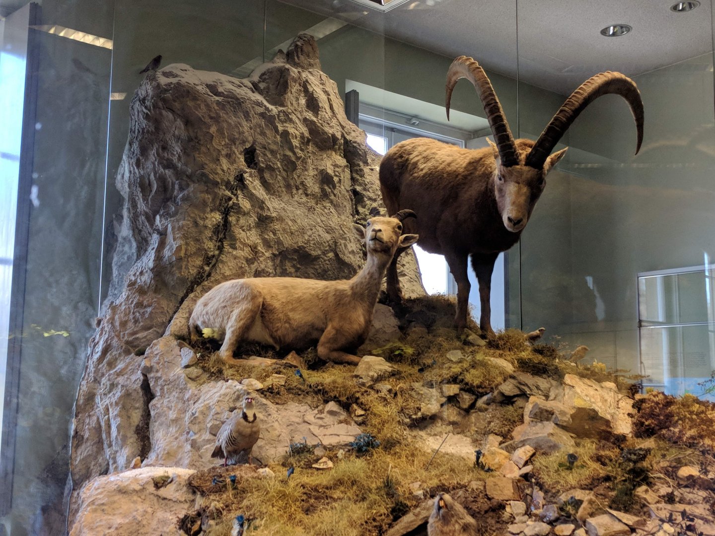 Alp mountain Diorama Stuttgart Natural History Museum 2019