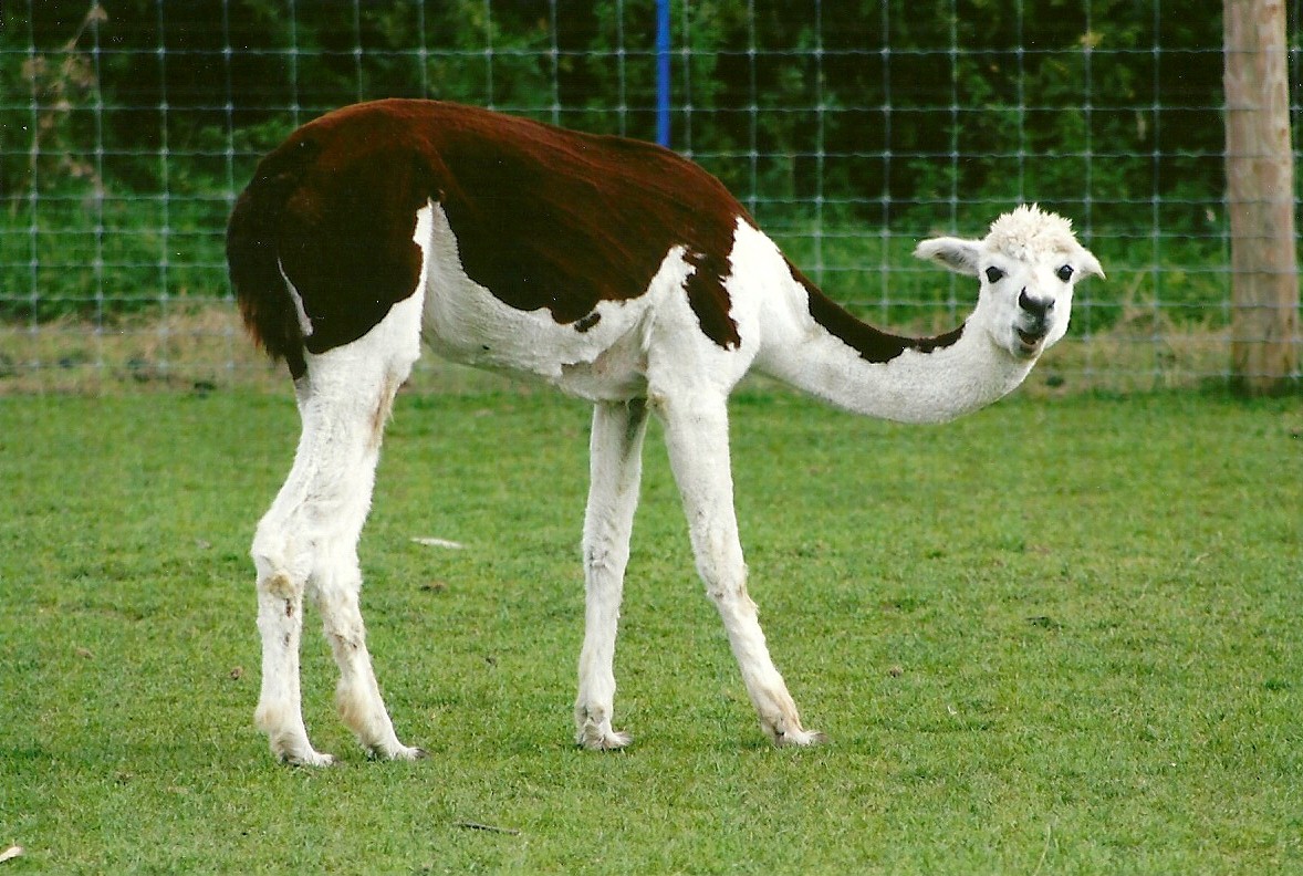 Alpaca 11th September 2012