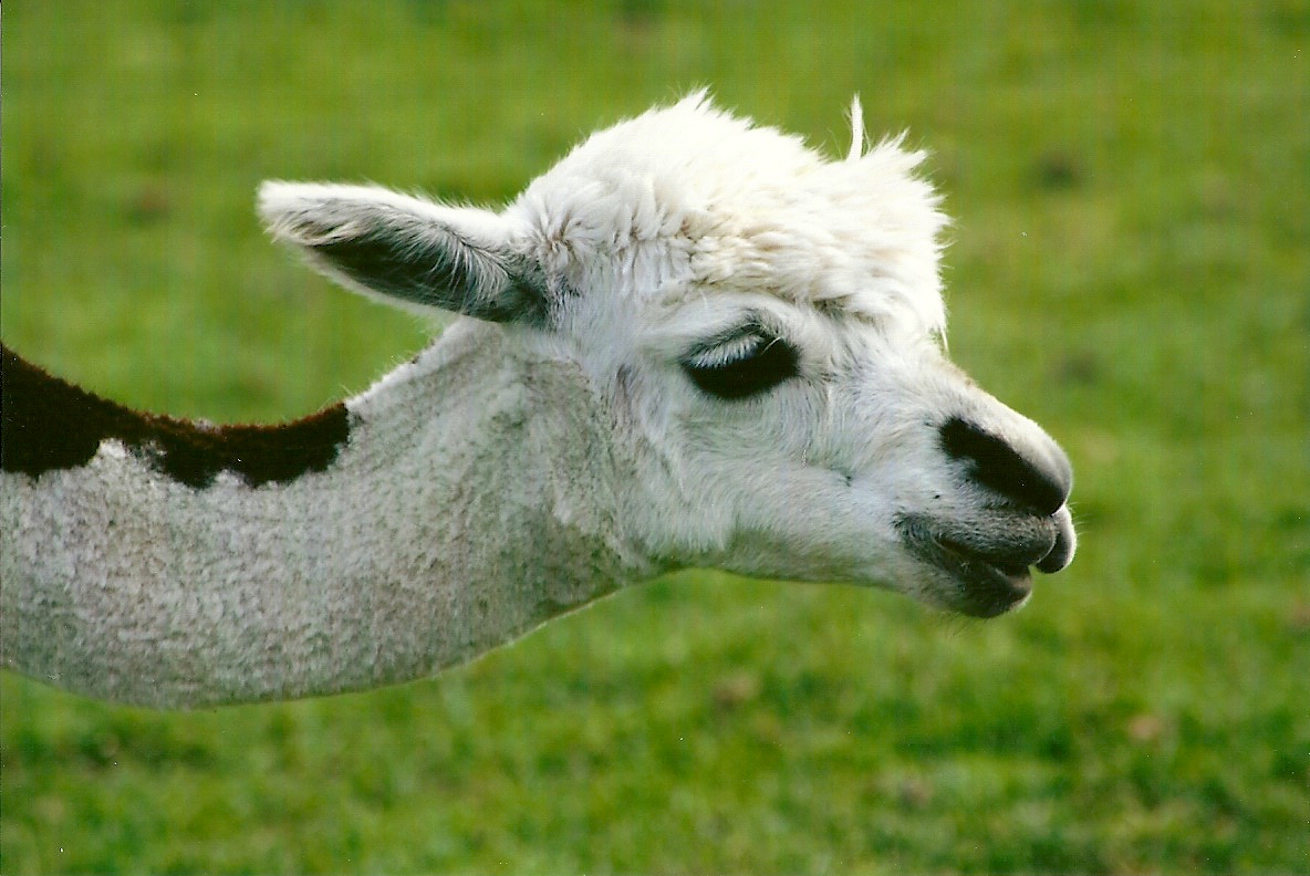 Alpaca 11th September 2012