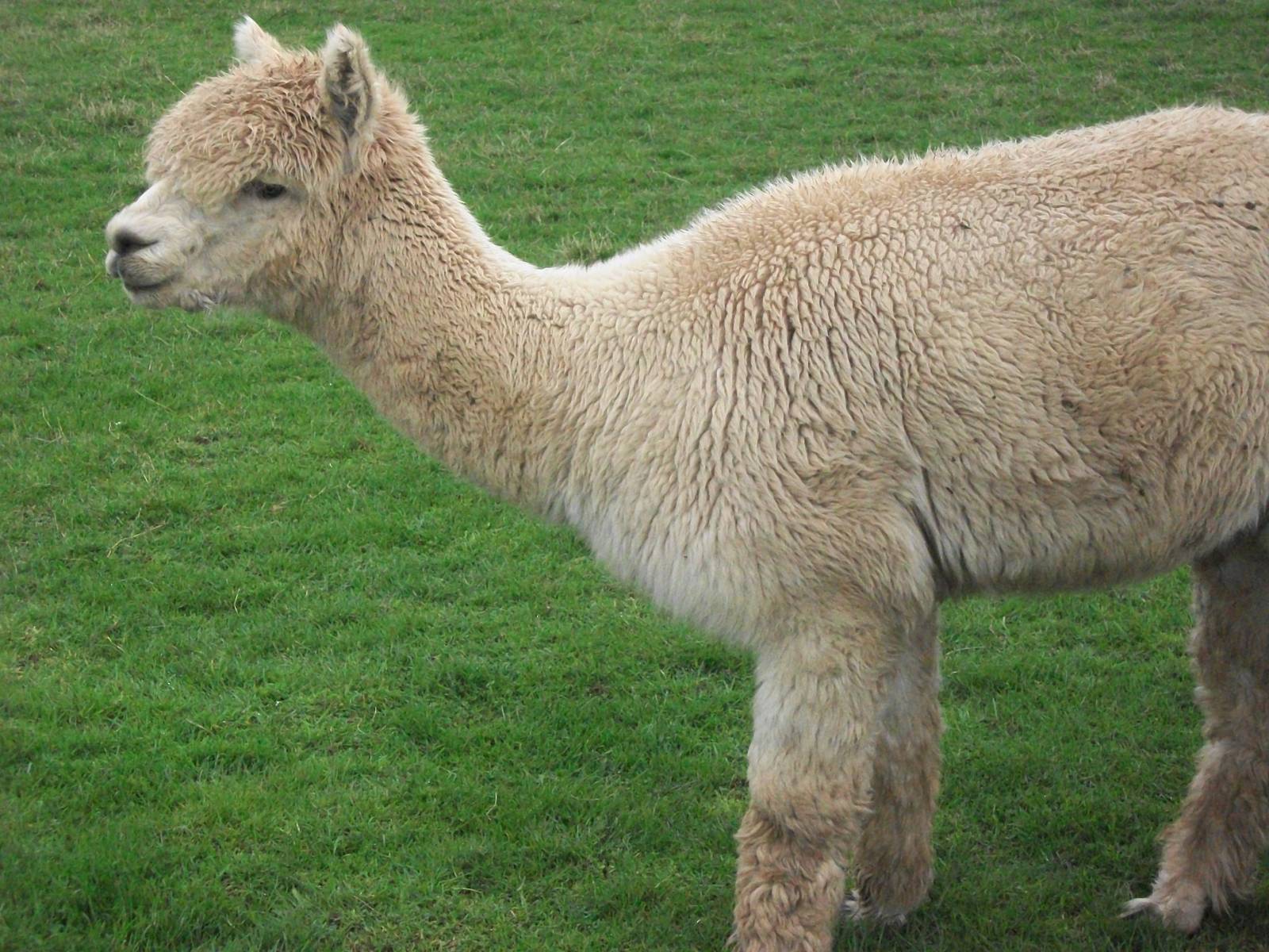 Alpaca, 1st May 2014