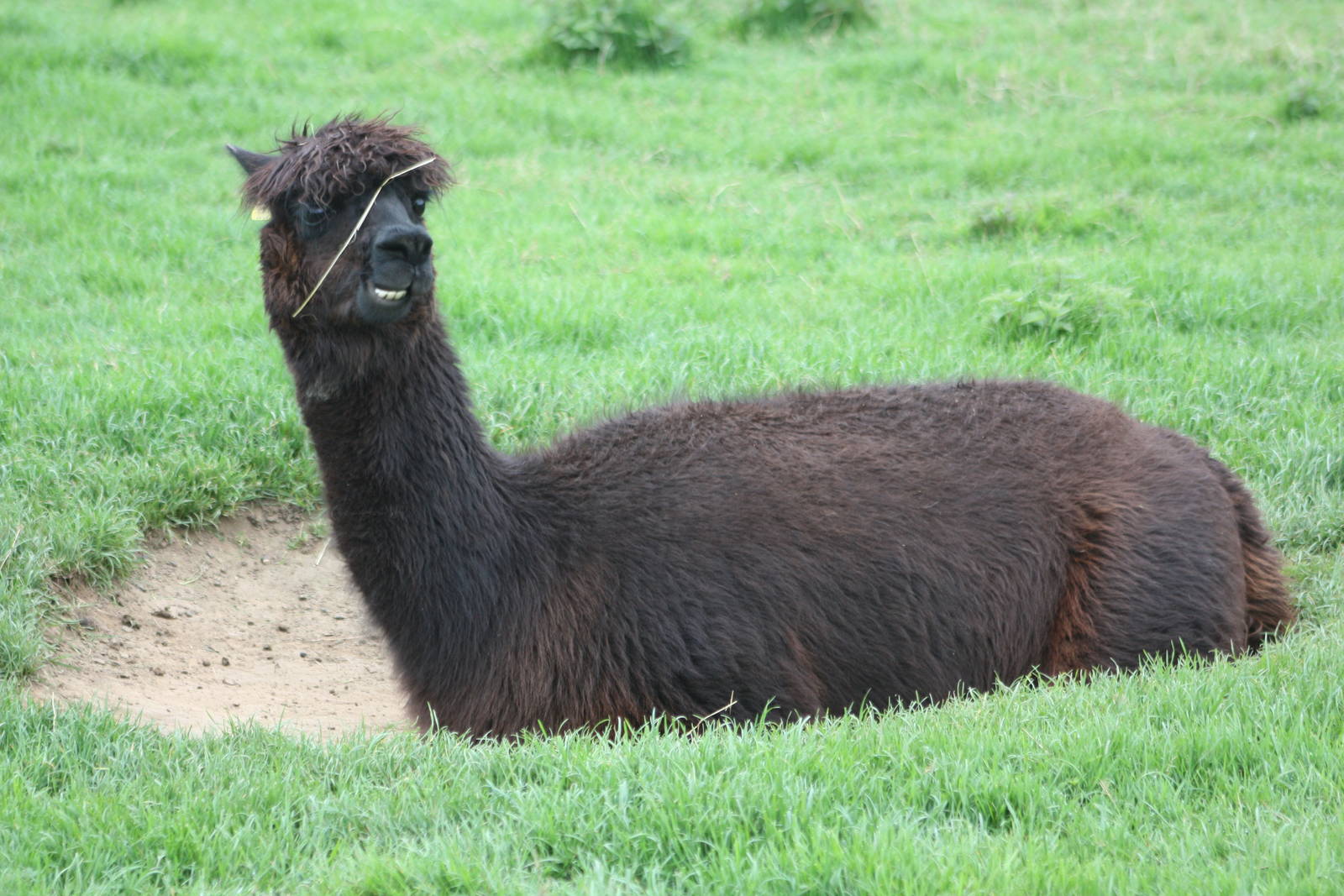 Alpaca, 1st May 2014