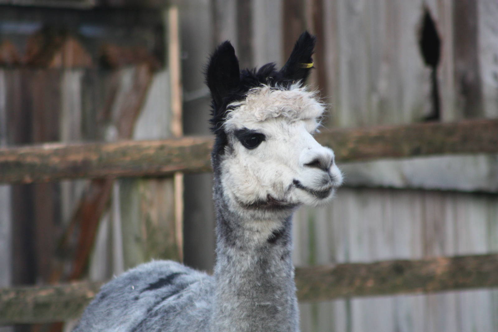 Alpaca, 27th December 2014