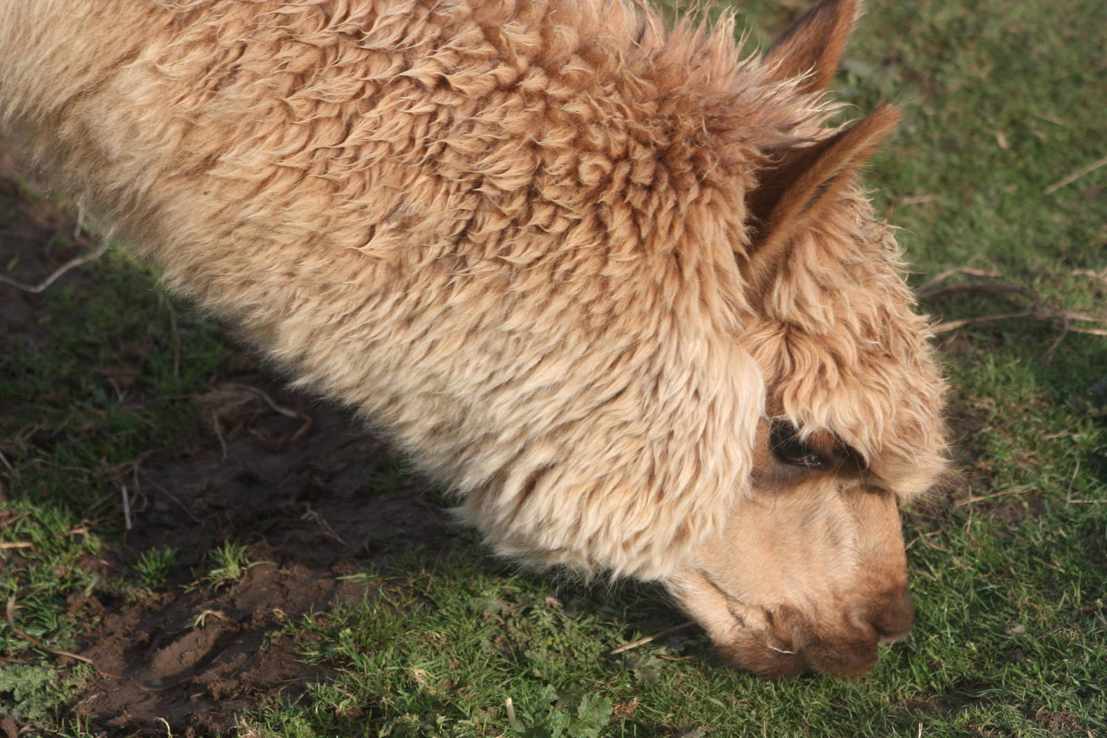 Alpaca, 29th October 2014
