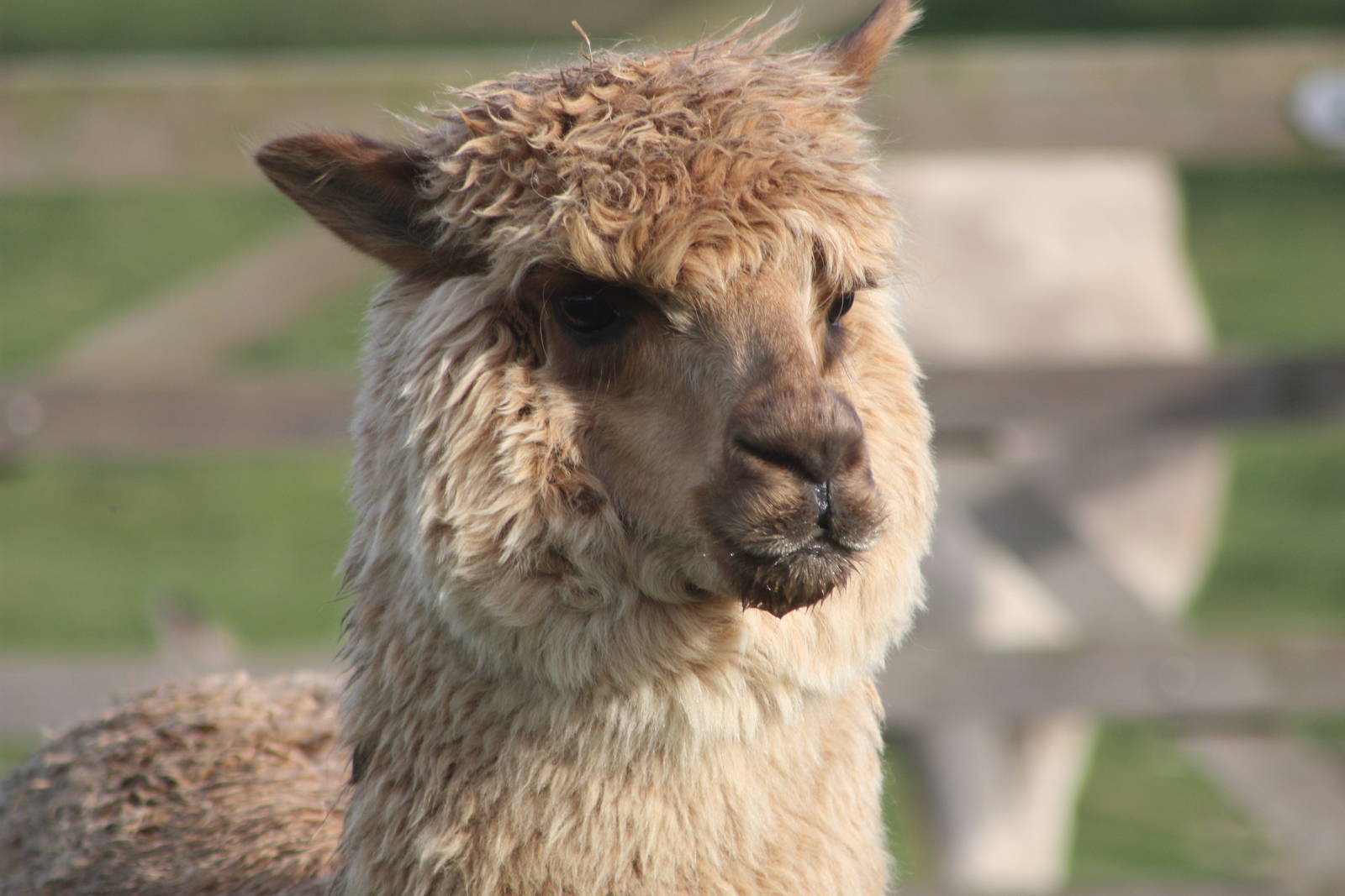 Alpaca, 29th October 2014