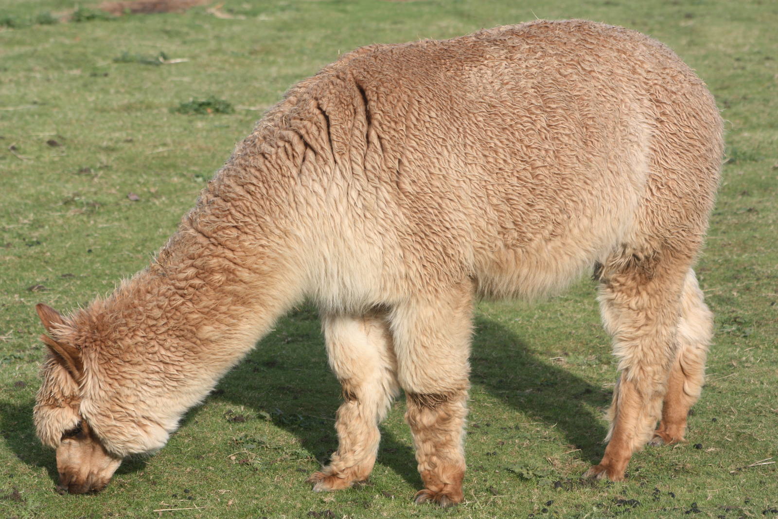 Alpaca, 29th October 2014