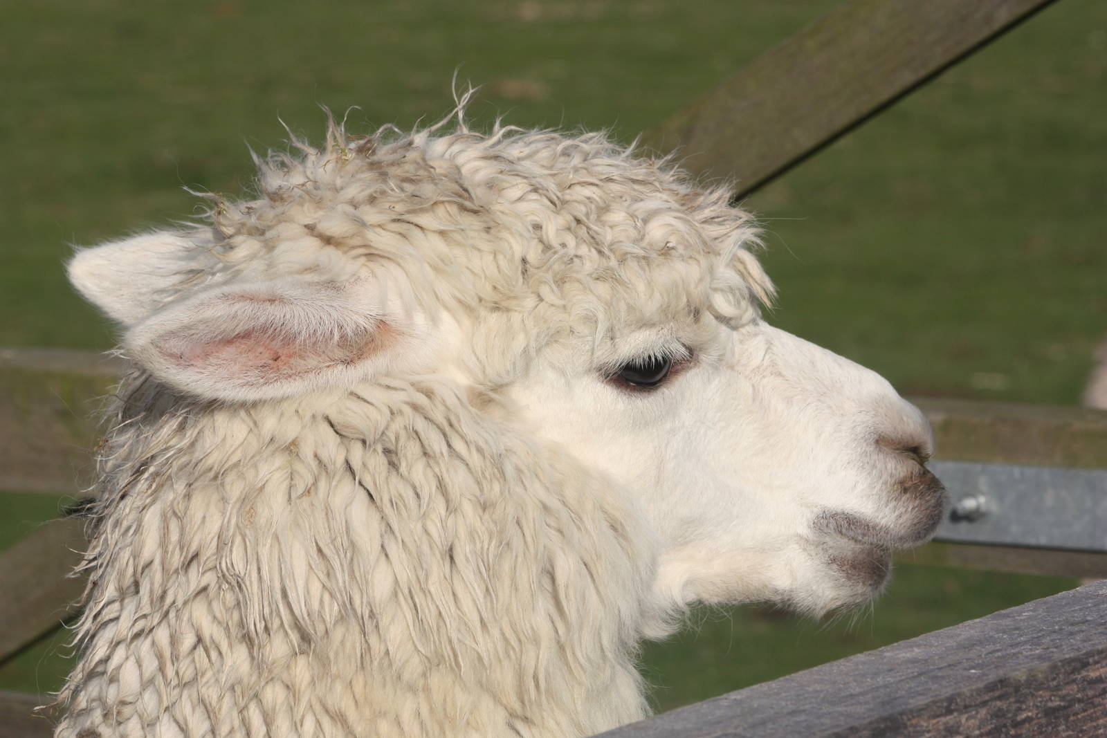 Alpaca, 29th October 2014